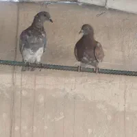 جوجه پرشی