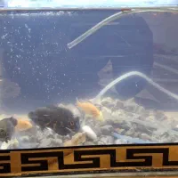 چند عدد ماهی|ماهی|دورود, |دیوار