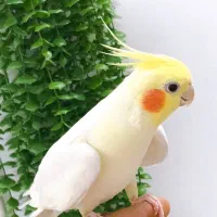 عروس هلندی سخنگو نر لوتینو با فیلم