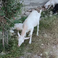 یک جفت بز سانن
