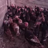 بوقلمون برنزه و بربون|حیوانات مزرعه|خوی, |دیوار