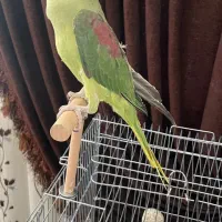 شاه طوطی سخنگو