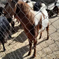 دوبر|حیوانات مزرعه|میمه, |دیوار