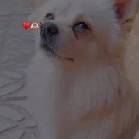 سگ گمشده