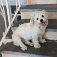 واگذاری رایگان سگ اشپیتز تریر باهوش ماده دوساله