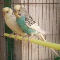 یه جفت مرغ عشق اسپانسل|پرنده|شیراز, حافظیه|دیوار