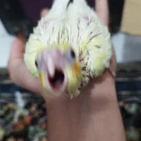 جفت عروس هلندی و جفت طوطی برزیلی|پرنده|قرچک, زیبا شهر|دیوار