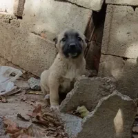 توله* سگ *سرابی*اصیل