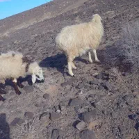 سلام گوسفند فروشی