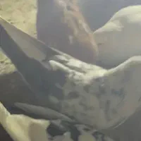 کفتر گم شده جوجه داره