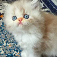 بریتیش لانگ هیر|گربه|رشت, شهرک قدس|دیوار