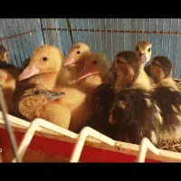 جوجه اردک ورامینی و جوجه گلپایگان|حیوانات مزرعه|ساری, |دیوار