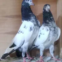 کبوترتیدی بلندپرواز