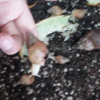 جوجه حلزون برای کار در منزل|خزنده|کرج, عظیمیه|دیوار