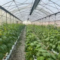 گلخانه مکانیزه