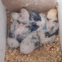 جفت کوتوله مولد|پرنده|داراب, |دیوار