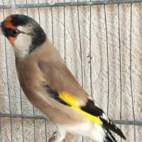 سهره سیاه سر خط چشم دار