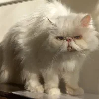 گربه پرشین سوپر فلت چشم آبی