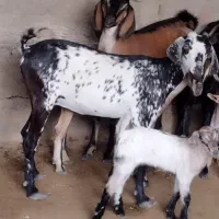 کهره|حیوانات مزرعه|قشم, |دیوار