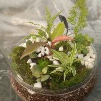 تعویض خاک و گلدان در منزل