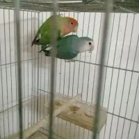 جفت کوتوله باجوجه