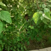 رهن و اجاره مغازه