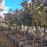 فروش نهال گوآوا