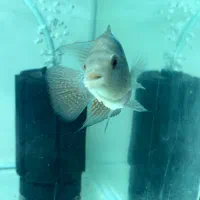 فلاور|ماهی|تربت‌حیدریه, مظفریه|دیوار