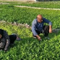 سبزیجات خورشتی خوردنی رامهرمز|خدمات پذیرایی، مراسم|شاهینشهر, فردوسی|دیوار