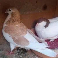 چپ جفت راست وخال معاوزه پلاکی