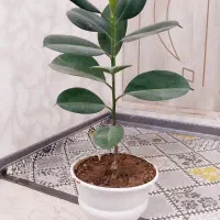 خدمات گل در منزل شما