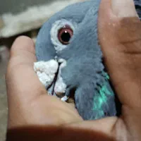 کبوتر|پرنده|خمک, |دیوار