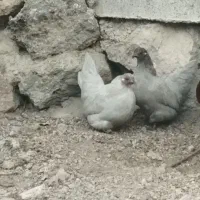 مرغ وخروس زینتی