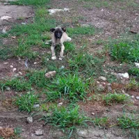 توله ماده سراب