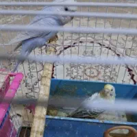 ۹ عدد مرغ عشق با قفس