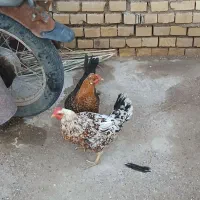 سلام در اهواز