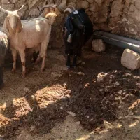 بز غاله|حیوانات مزرعه|کازرون, |دیوار