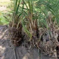 فسیل گلوته|گل و گیاه طبیعی|کهنوج, |دیوار