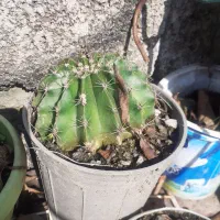 گل کاکتوس|گل و گیاه طبیعی|لاهیجان, خالو باغ|دیوار