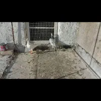 کبوتر هفترنگ و سفید|پرنده|ضیاء آباد, |دیوار