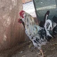 فروش یک عدد خروس|حیوانات مزرعه|آبپخش, |دیوار