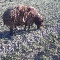 قوچ افشار همو زیگوت