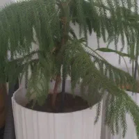 گل طبیعی بزرگ