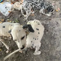 دالمیشن