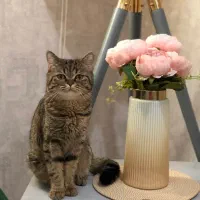 گربه بریتیش