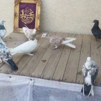 کفتر  آبادان شازده|پرنده|قم, انصار‌الحسین|دیوار