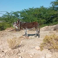 خر.ماده|حیوانات مزرعه|بندرعباس, |دیوار