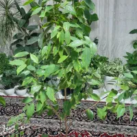 گلهای خونگی|حراج|تهران, امامت|دیوار