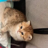 اسکاتیش بریتیش