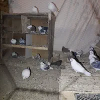 کبوتر|پرنده|گلپایگان, |دیوار
